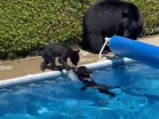 Des oursons se rafraîchissent dans une piscine au Canada