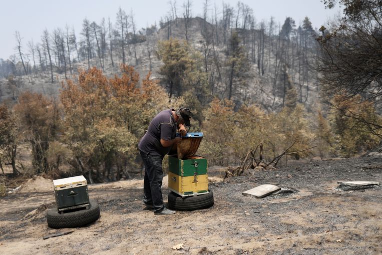 Bijenhouder Antonis Vakos (49) checkt een korf in de heuvels bij het dorp Voutas. Veel bijenkorven zijn door de brand verwoest.	 Beeld Stelios Misinas / Reuters