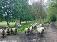 Kudde schapen ontsnapt op Mollekensveld in Herent