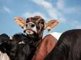 Justitie wil werkstraf voor boer uit Slagharen die zijn 100 koeien zou hebben verwaarloosd
