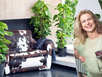 “Klimmende kamerplanten zijn een echte trend”: welke soorten koop je best en hoe moet je ze verzorgen?