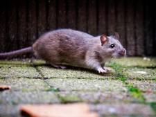 Help! Moerwijk is luilekkerland voor ‘ratten zo groot als katten’