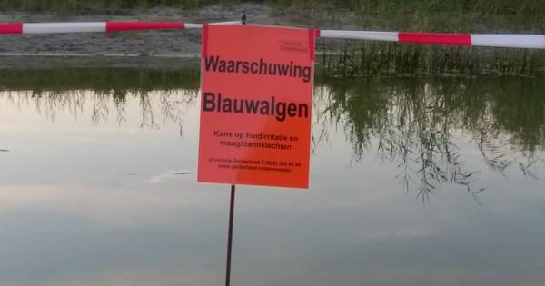 Blauwalg verpest zwemplezier Scholtenhof
