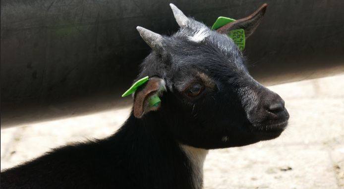 Vermist geadopteerd geitje Egdib van dierenweide blijkt na zoektocht geslacht.