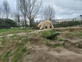 Dierenrijk verwelkomt nieuwe bewoner: mannelijke ijsbeer Wilbär gearriveerd