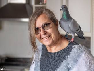 KIJK. ‘Mieke de duif’ en Lucie (66) zijn al bijna jaar beste maatjes: “Op een dag legde ze een ei in onze zetel”