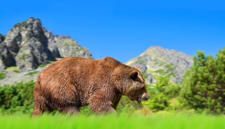 Euraziatische bruine beer in de Tatra. Beeld ThinkStock