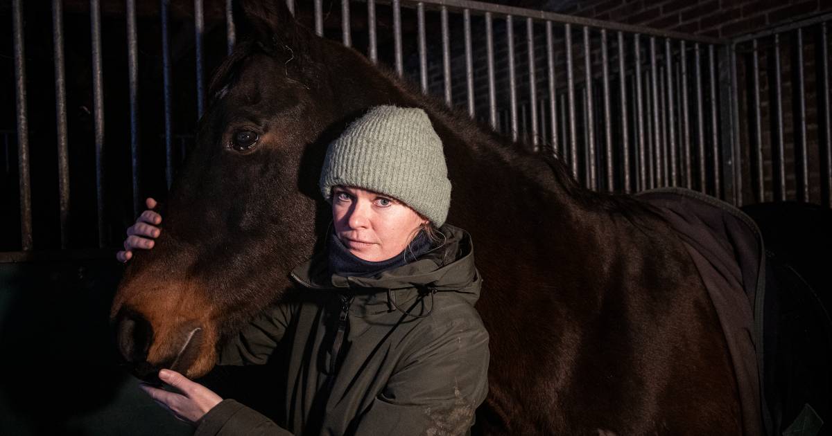 Opgejaagde Bon Fortuna is ten dode opgeschreven na botsing met auto, Wendela waarschuwt: ‘Wolf kán paard pakken’.