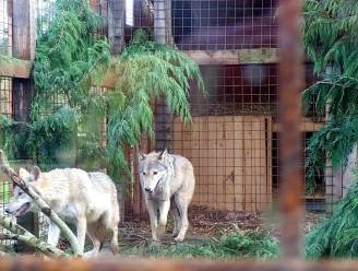 Wolven Arman en Malish opgevangen in dierenpark De Zonnegloed