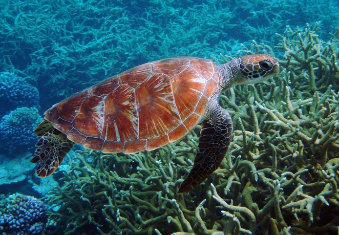 Een zeeschildpad bij de Palmyra-atol, onderdeel van het Pacific Remote Islands Marine National Monument.