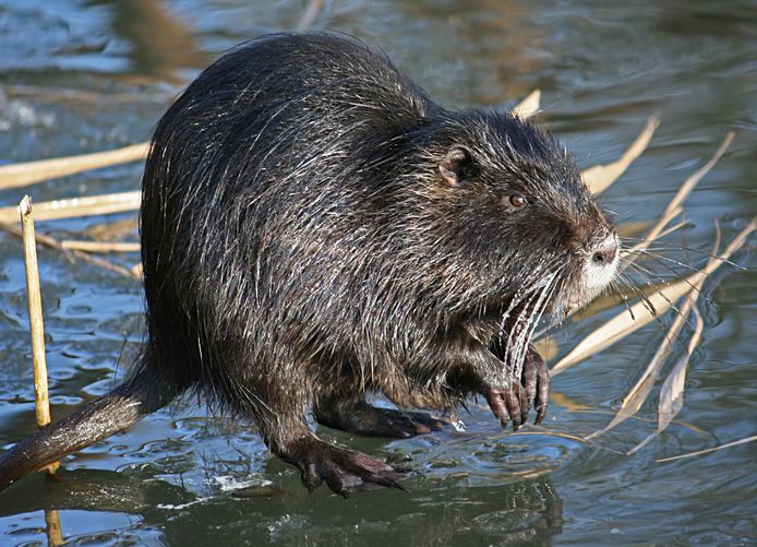 De beverrat is niet zo wijdverspreid in Nederland als de muskusrat. En dat wil Waterschap Rivierenland graag zo houden vanwege de veiligheid van de dijken.