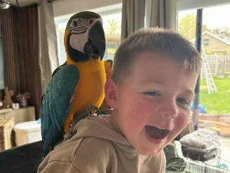 “Wie heeft ons keppetje gezien?”: geliefde papegaai Zazu sinds zaterdag vermist in Kortemark