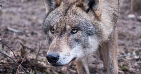Hobbyboer is de klos in wolvenplan | Binnenland - AD.nl