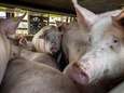 Hittestress voor varkens bij slachterij Vion in Apeldoorn: ‘Een lachertje dat transport met deze hitte is toegestaan’