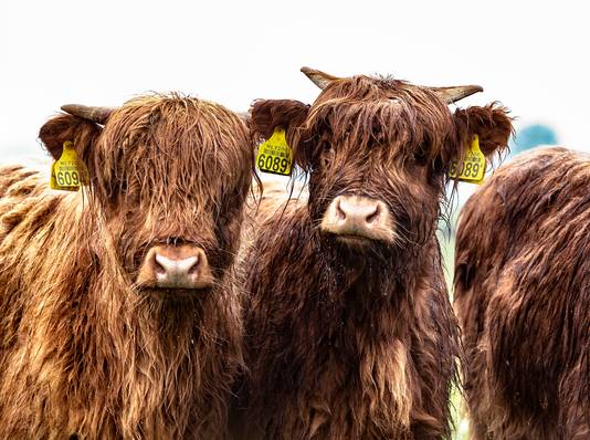 Schotse Hooglanders in Someren-Eind.