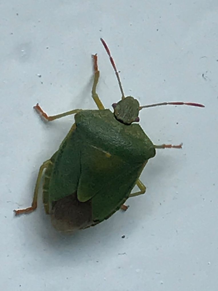 Groene schildwants Beeld Caspar Janssen