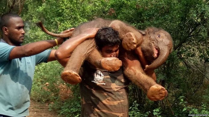 Palanichamy Sarathkumar besloot om het olifantje alleen terug naar zijn mama te dragen, zodat de rest van zijn team niet in gevaar zou zijn als moeder olifant zou aanvallen.