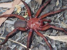 Une nouvelle espèce de grande araignée découverte en Australie