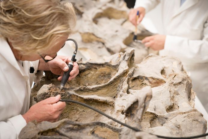 Boxtel 03-09-2018

Wetenschappers onderzoeken een skelet van de Diplodocus in het Oertijdmuseum in Boxtel.