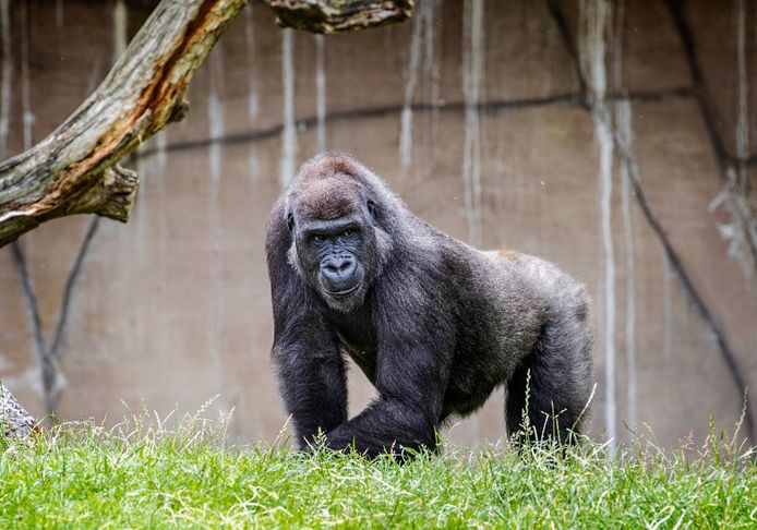 2019 FRANKRIJK:
Het gorillavrouwtje Kuimba in Zoo Parc Beauval.