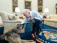 President Biden treurt om overlijden herdershond Champ (13): “Zullen hem eeuwig missen”