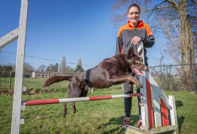 Marjolein en Boss naar grootste hondensportevenement ter wereld: ‘Maak ik een fout, dan hij ook’