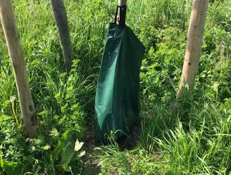 Wat doen die groene zakken in de Nieuwpoortse bomen?
