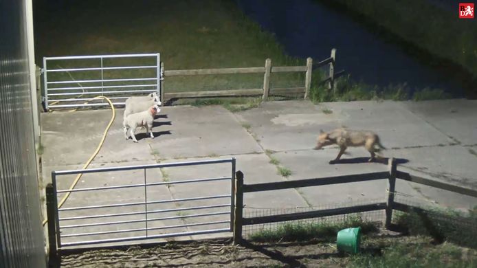 De wolf rukt op in Nederland. De afgelopen weken beet een wolf diverse schapen dood in de regio rond Heusden en Vlijmen.