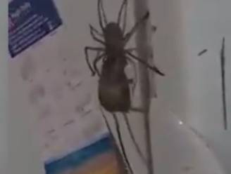 En dan loopt er plots een giga spin over de koelkast met een muis in zijn mond