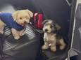 De Rotterdamse politie nam deze week twee puppy’s in beslag van straatverkopers bij winkelcentra in Capelle aan den IJssel.