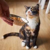 Zo eet jouw kieskeurige hond of kat zijn brokken wél op