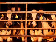 Tweede menselijk geval van vogelgriepbesmetting door koeien in VS: ‘Virus verspreidt zich massaal’