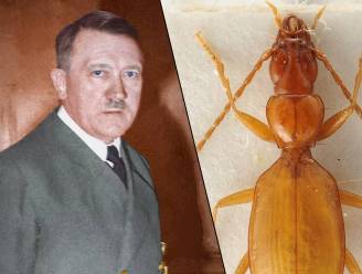 L’insecte nommé en l’honneur d’Adolf Hitler autorisé à conserver son nom, pour son plus grand malheur 