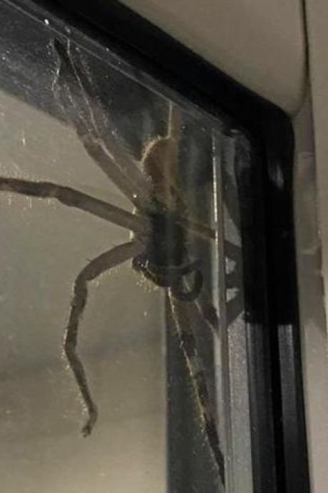 Un couple d'Australiens découvre une araignée géante sur leur fenêtre