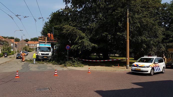 Tak op de Arnhemse trolleyleiding.