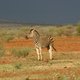 Waarom de superrijken steeds vaker hun eigen natuurpark opzetten