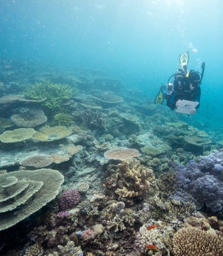 Australisch Great Barrier Reef komt nog niet op lijst van bedreigd werelderfgoed