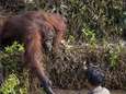 Het opvallende moment waarop orang-oetan man die vast lijkt te zitten in rivier de hand reikt