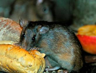 Muizen zijn de baas in verloederd huis van man (43) uit Lemelerveld: verhuurder wil hem eruit zetten