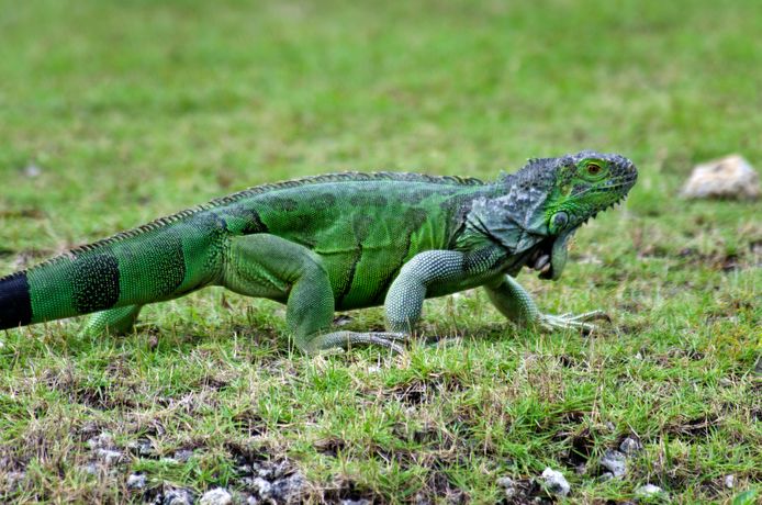 As the weather becomes colder, iguanas have difficulty regulating their normal body functions.