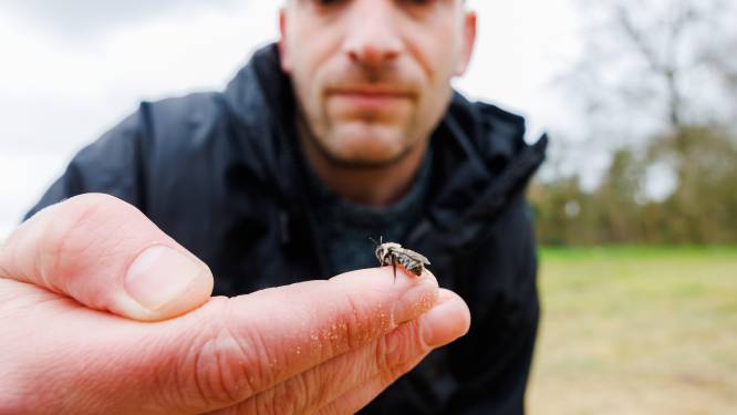 Midden in Tilburg ligt een paradijs voor insecten: ‘Onze hulp is heel hard nodig’