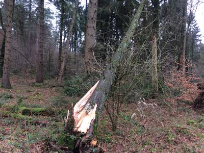 'Blijf nog twee weken weg uit gevaarlijke bossen'