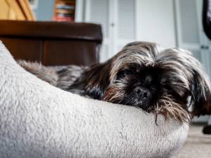 Zuurstofgebrek mogelijke oorzaak van overlijden tien viervoeters in hondenpension Woudenberg