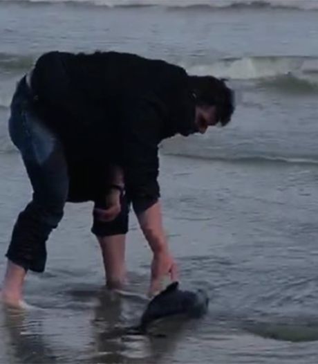 Un policier sauve un bébé marsouin échoué sur la plage de Middelkerke