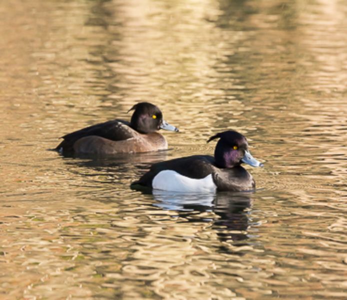 Twee kuifeenden in het water. ‘De kuifjes lijken met een beetje brylcream achterover gekamd. Twee goed gesoigneerde eenden.’
