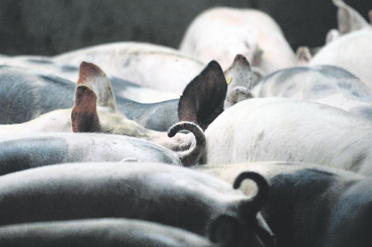 Varkens in een varkensstal.  Beeld Marcel van den Bergh / de Volkskrant