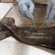 Tientallen dode babydolfijnen in Golf van Mexico