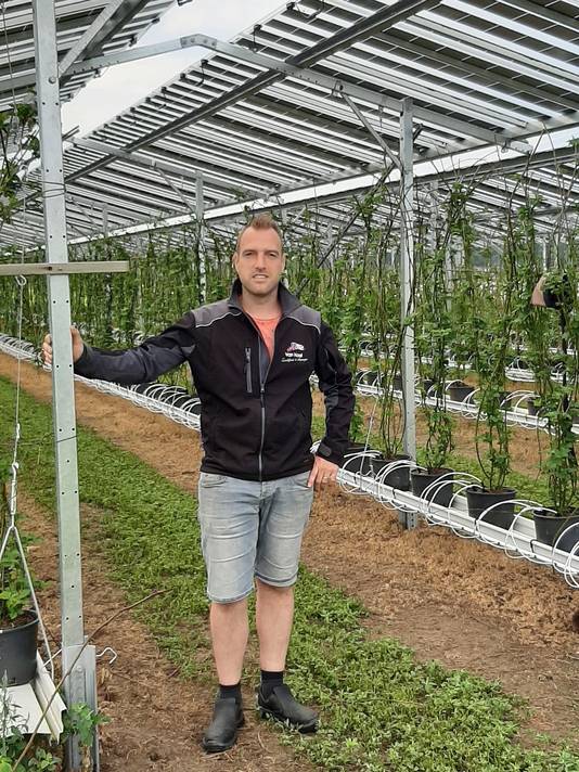 Maarten van Hoof uit Olland bij zijn bramen die onder de nieuwe zonnepanelen staan.