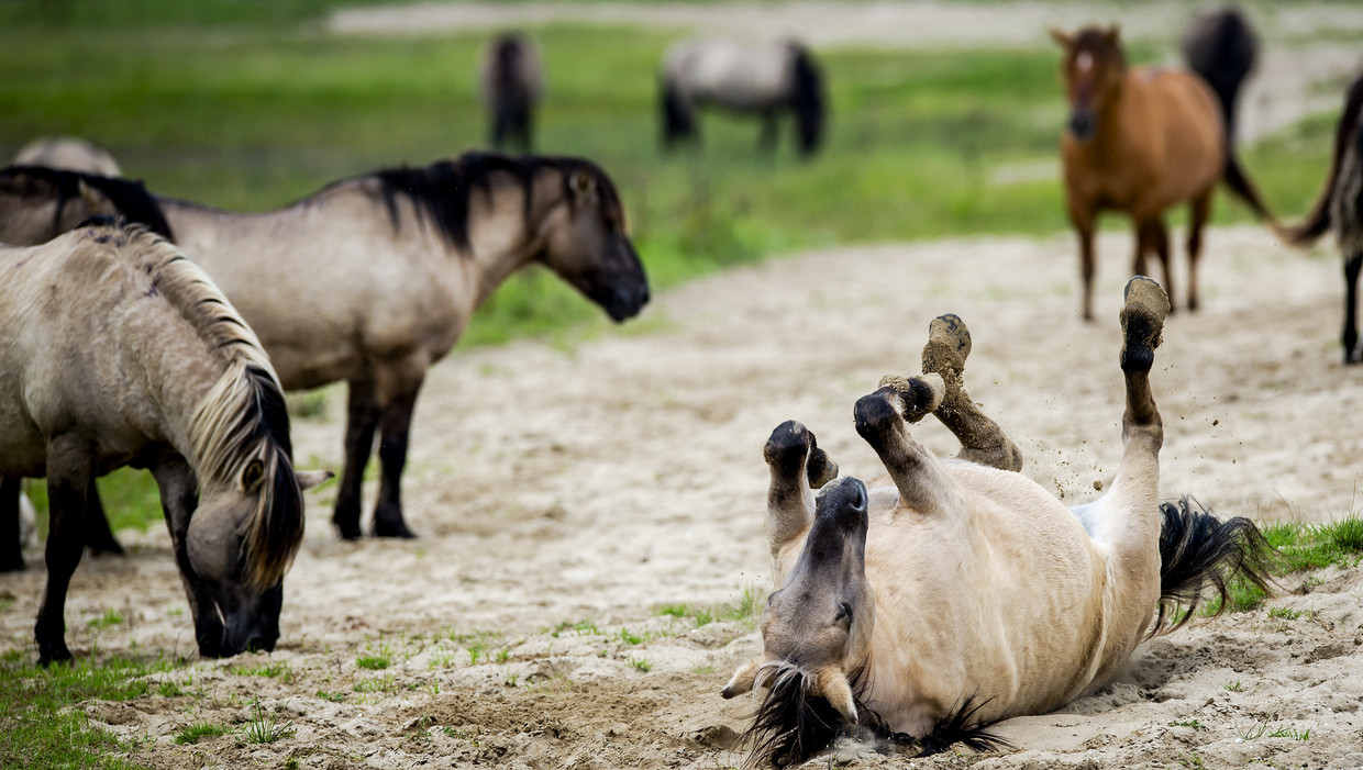 Konikpaarden in de Oostvaardersplassen. Beeld anp