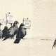 Britse badplaats verwijdert 'racistisch' werk van Banksy
